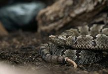 Serpiente cascabel en San Antonio riesgos para la salud y qué hacer ante un eventual ataque