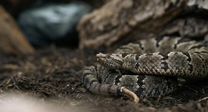 Serpiente cascabel en San Antonio riesgos para la salud y qué hacer ante un eventual ataque