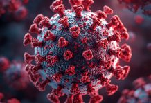 Investigadores de los NIH identifican anticuerpos poco comunes con potencial para combatir el síndrome alfa-gal. Investigadores de los NIH identifican anticuerpos poco comunes con potencial para combatir el síndrome alfa-gal.