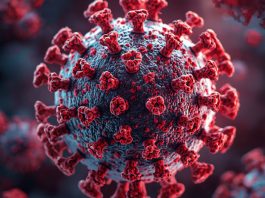 Investigadores de los NIH identifican anticuerpos poco comunes con potencial para combatir el síndrome alfa-gal.